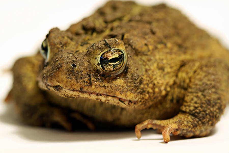 Warts – Are they really from toads?
